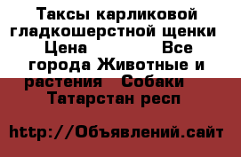 Таксы карликовой гладкошерстной щенки › Цена ­ 20 000 - Все города Животные и растения » Собаки   . Татарстан респ.